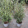 Phillyrea angustifolia 60-80 cm 7,5L
