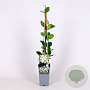 Trachelospermum jasminoides 70 cm 2,0L