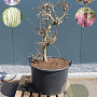 Wisteria floribunda 'White with Blue Eyes 125-150 cm cont. 160L solitair