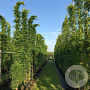 Wisteria sinensis 'Prolific' 30-40 cm vierkant 2L