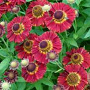 Helenium 'Salsa' GM P9