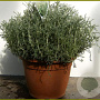 Santolina chamaecyparissus GM C5