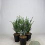 Taxus baccata 30-40 cm 3,5L