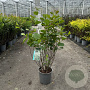 Aronia melanocarpa 80-100 cm cont. 65L