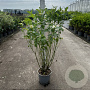 Cornus sericea 'Flaviramea' 80-100 cm cont. 65L