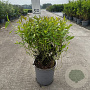 Cornus sericea 'Kelseyi' 40-50 cm 6,5L