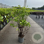 Deutzia scabra 'Plena' 80-100 cm cont. 65L