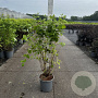 Philadelphus coronarius 80-100 cm cont. 65L