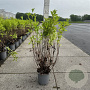 Weigela 'Styriaca' 80-100 cm cont. 65L