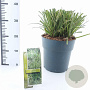 Carex morrowii 'Ice Dance' 30-40 cm 6,5L