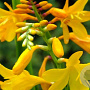 Crocosmia 'Buttercups' GM P9