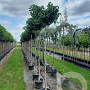 Ginkgo bil. 'Mariken' 6-8 cm 18L 180 cm stam