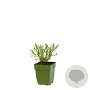 Lavandula angustifolia GM  P11