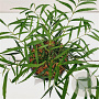 Mahonia eurybracteata 'Soft Caress' 15-20 cm 2,5L