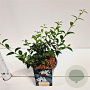 Osmanthus burkwoodii 20-30 cm 2,5L