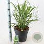 Panicum virgatum 'Stäfa' A kwaliteit 12L