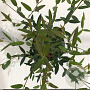 Phillyrea angustifolia 25-30 cm 2,5L