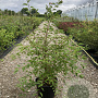 Prunus 'The Bride' 100-125 cm 20L meerstammig