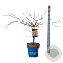 Acer Ice Dragon 100-125 cm 15L