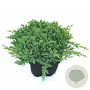Juniperus procumbens 'Nana' 60 cm stam 15L
