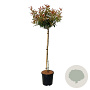 Photinia fraseri 'Carré Rouge' 90 cm stam 15L