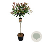 Photinia fraseri 'Red Robin' 90 cm stam 15L