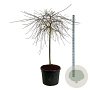Pyrus salicifolia 'Pendula' 120 cm stam cont. 90L extra