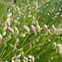 Melica nutans GM P9