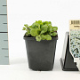 Arabis caucas. 'Snowcap' GM P9