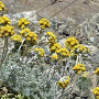 Artemisia glacialis GM P9