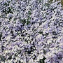 Aster cordifolius 'Blütenregen' GM P9