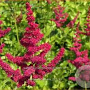 Astilbe Hot Pearls GM P9