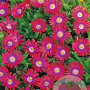 Delosperma c. 'Jewel of Des Garnet' GM P9