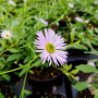 Erigeron karvinsk. 'Lavender Lady' GM P9
