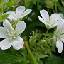 Geranium sylv. 'Album' GM P9