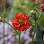 Geum Scarlet Tempest GM P9