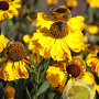 Helenium 'El Dorado' GM P9