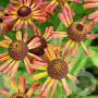 Helenium 'Loysder Wieck' GM P9