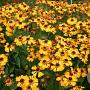 Helenium 'Rauchtopas' GM P9