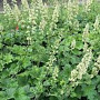 Heuchera villosa macrorrhiza GM P9