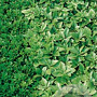 Pachysandra term. 'Green Sheen' GM P9