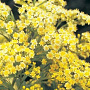 Solidaster luteus 'Lemore' GM P9