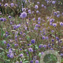 Succisa pratensis GM P9