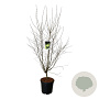 Cercidiphyllum japonicum 150-175 cm 30L extra