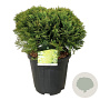 Thuja occ. 'Danica' 40-50 cm 15L