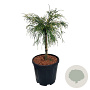 Thuja plicata 'Golden Whipcord' 40 cm stam 15L kroon 50-60