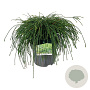Thuja pl. 'Whipcord' 40-50 cm 6L