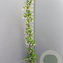 Trachelospermum jasminoides 125-150 cm 4,0L