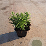 Rosmarinus officinalis GM P9