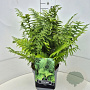 Dryopteris filix-mas 40-50 cm 10L